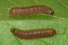 Conistra sp.